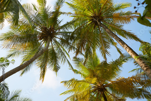 Wallpaper Mural Coconut palm trees perspective view on exotical tropical island Torontodigital.ca