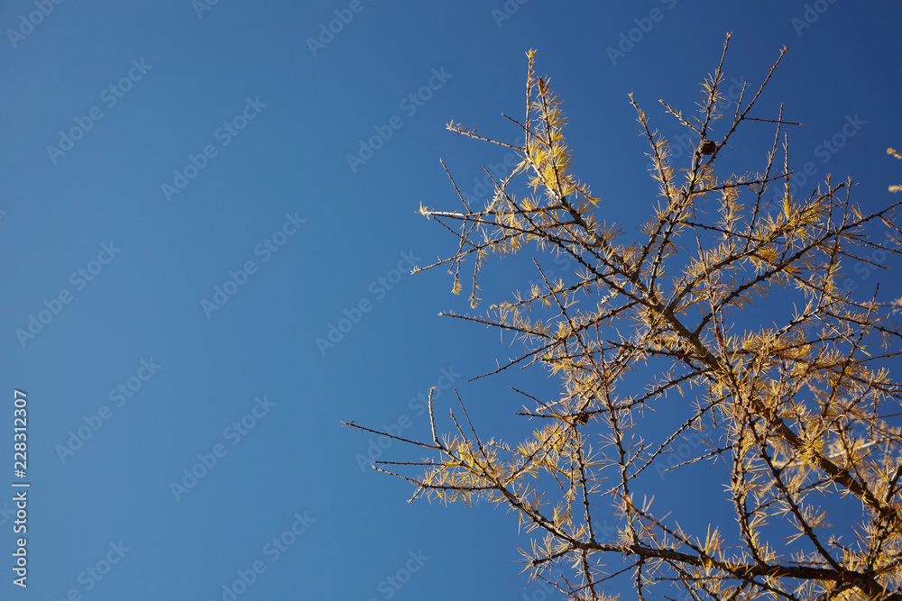 Obraz premium Autumn larch against blue sky.