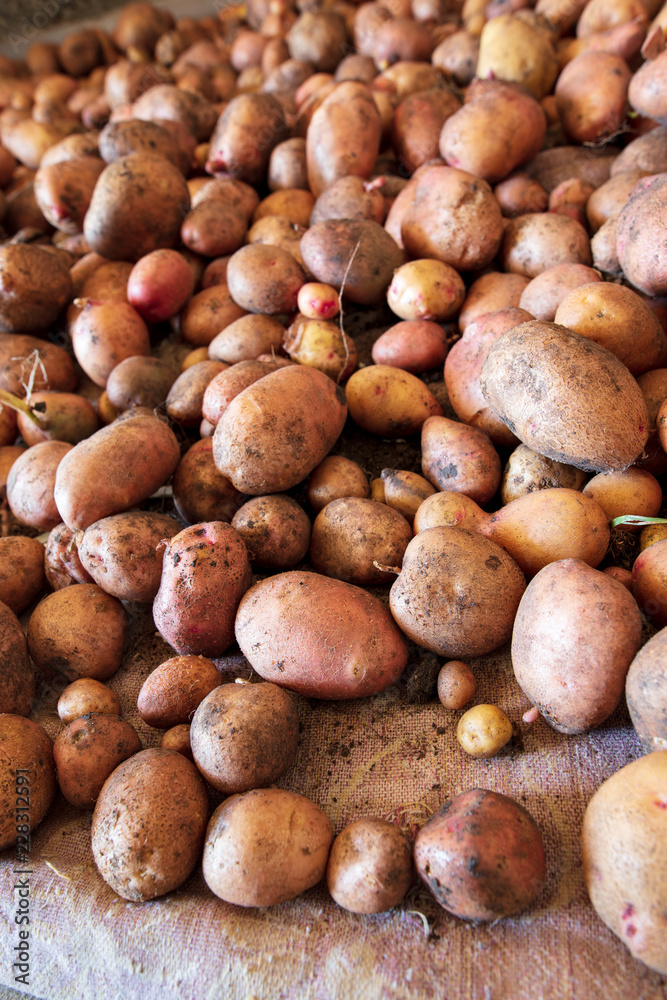 Potato harvest in the cellar as a background Potato harvest in the cellar as a background