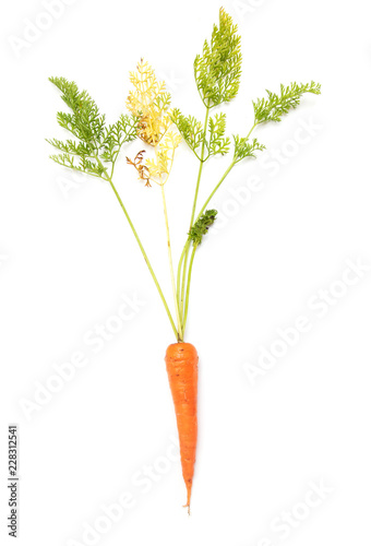 Fresh ripe carrots on a white background