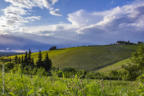 Traditional countryside and landscapes of beautiful Tuscany. Vineyards in Italy. Vineyards of Tuscany, Chianti wine region of Italy.   photo