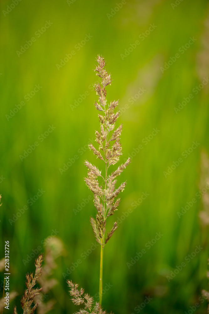Branch with seeds on grass in nature