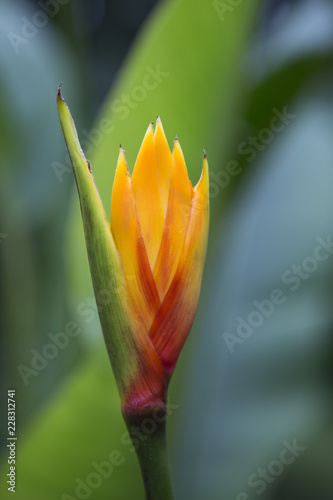 Heliconia flower, Tahaa, Leeward Islands, Society Islands, French Polynesia photo