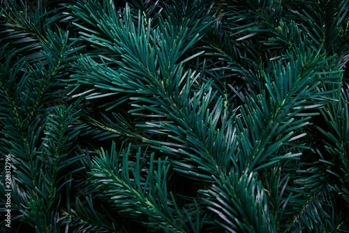 Fir tree branches forming bsckground. Christmas and new year backdrop.