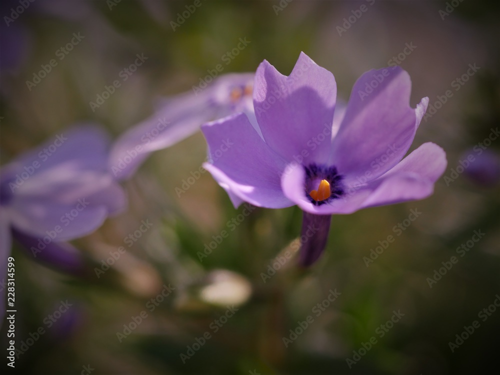 Fototapeta premium Blume