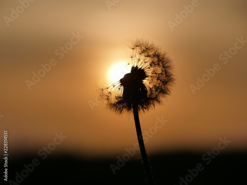 L  wenzahn im Sonnenuntergang