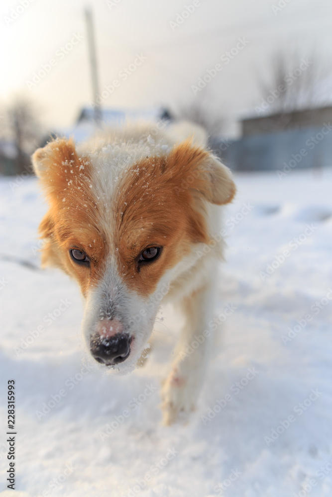 Portrait of dog on snow in winter