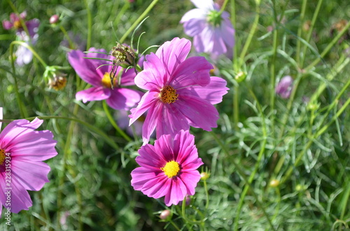 Pink Flower in Garden