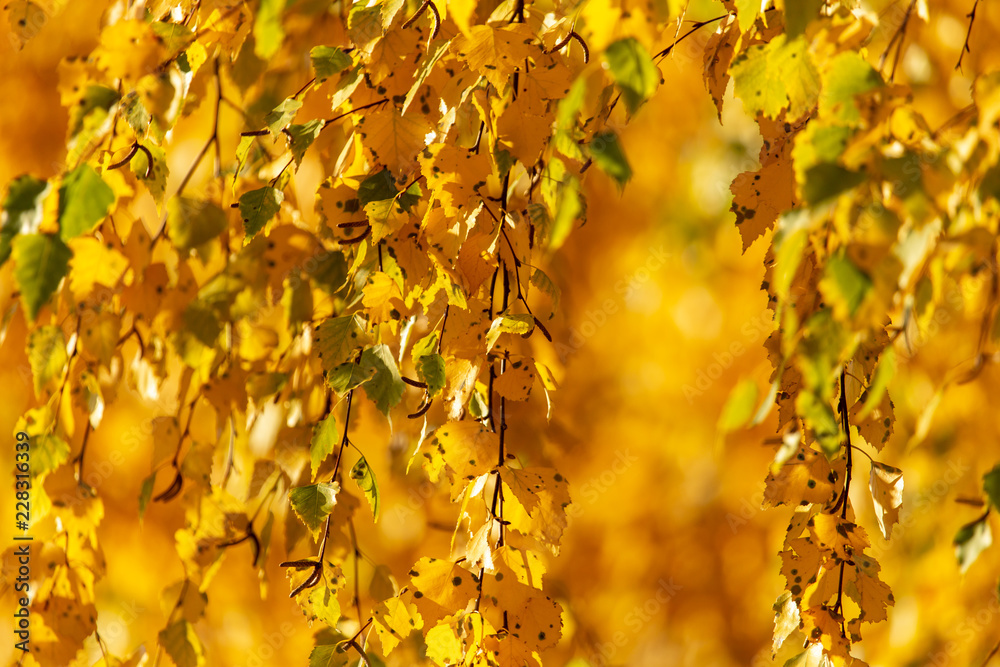 Fototapeta premium Leaves on a tree in autumn as a background