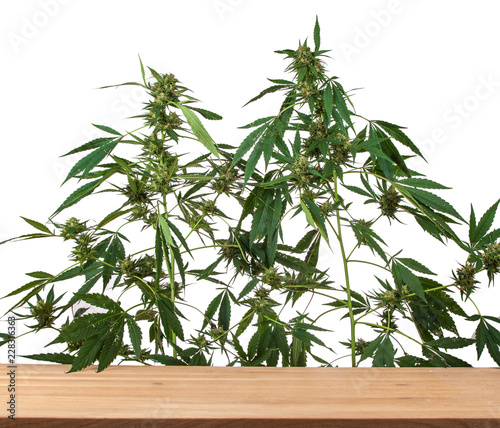 plant of marihuana inflorescence  on white background  Cannabis indica