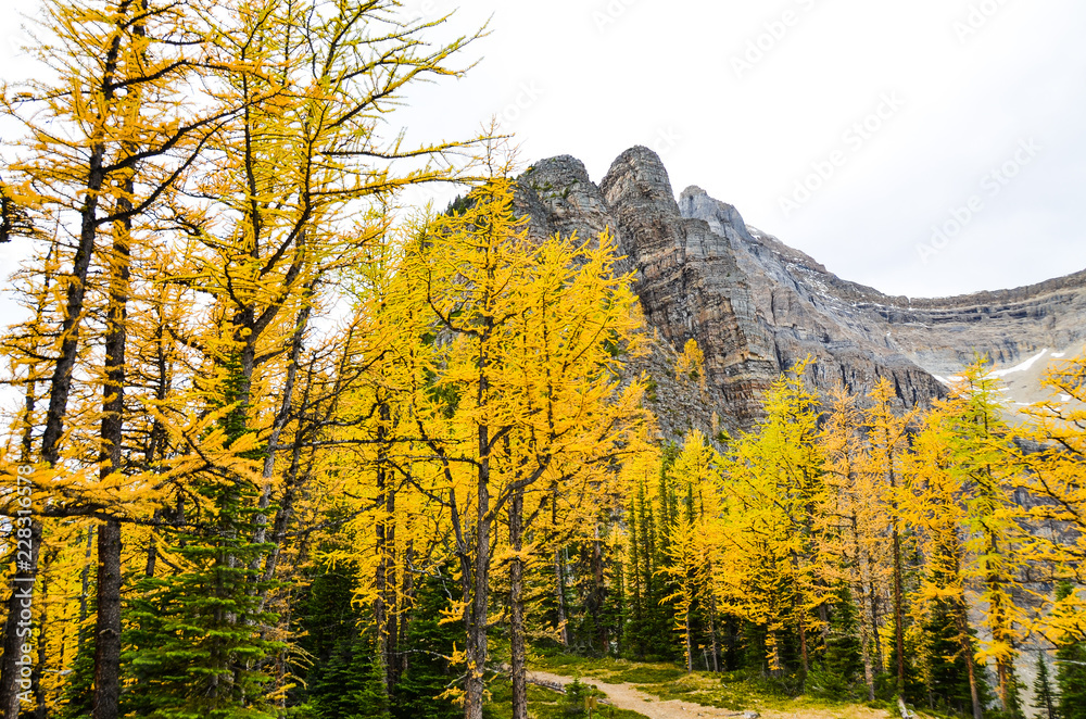 秋のカナディアンロッキー　ビッグ・ビーハイブの黄葉とデビルズ・サム　レイク・ルイーズ周辺（バンフ国立公園　カナダ・アルバータ州）