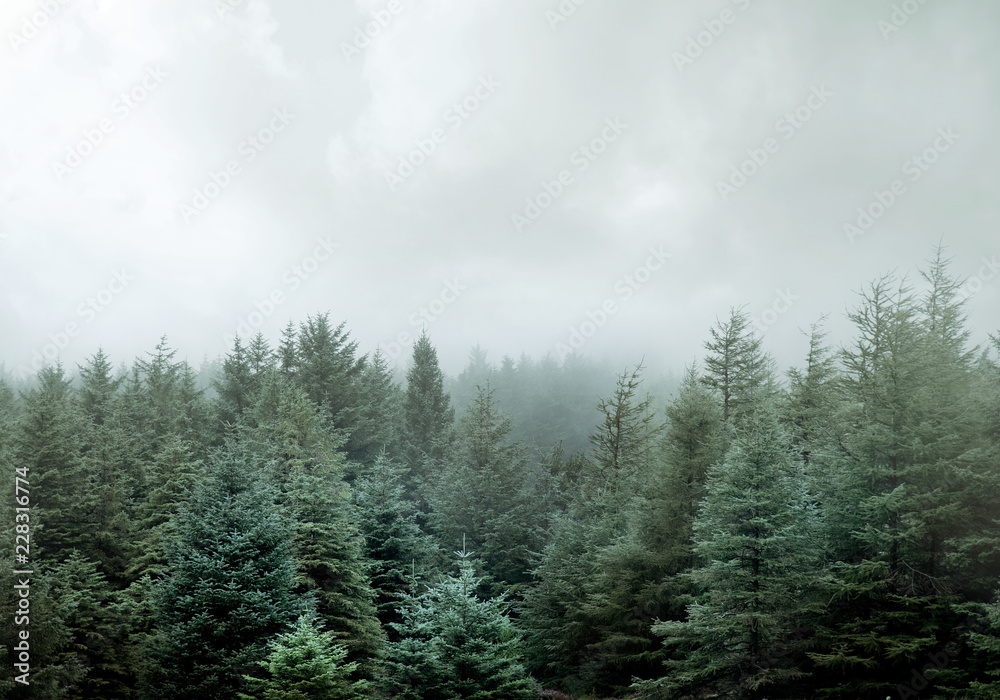 Fototapeta Dziki Las Sosnowy W Niskich Chmurach I Mgle