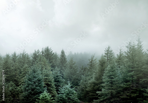 Wild Pine Forest In Low Clouds And Fog