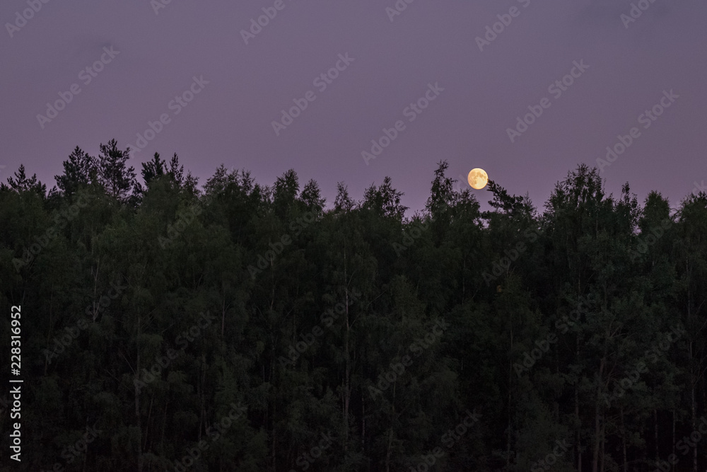 Full Moon Over Lithuanian Forest Full Moon Over Lithuanian Forest