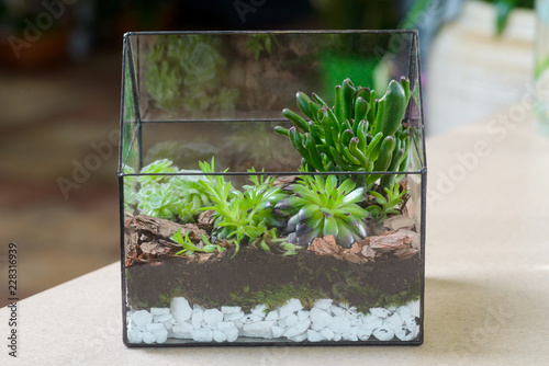 Fototapeta Naklejka Na Ścianę i Meble -  Terrarium with succulent plants