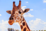 A portrait of Giraffe with a Long neck