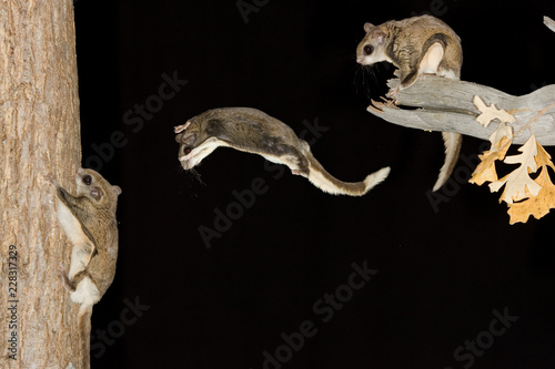 Southern Flying Squirrel jumping composite photo