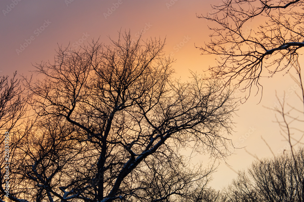 Obraz premium Naked branches on a tree against a sunset sun