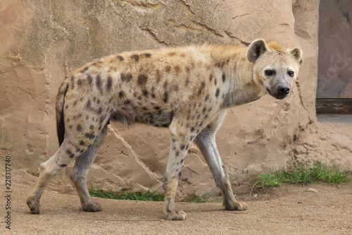 Spotted hyena (Crocuta crocuta) © Vladimir Wrangel