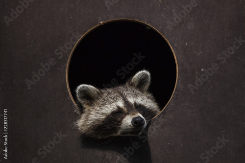 North American raccoon (Procyon lotor)