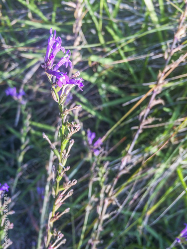 Photography Heath or acrid lobelia, matacaballos