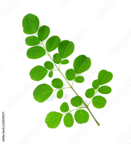 Moringa leaves isolate on white background.