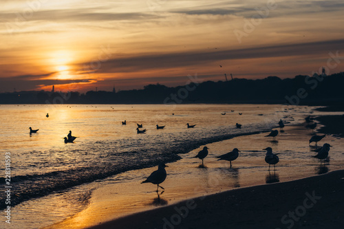 Sunrise Seagull