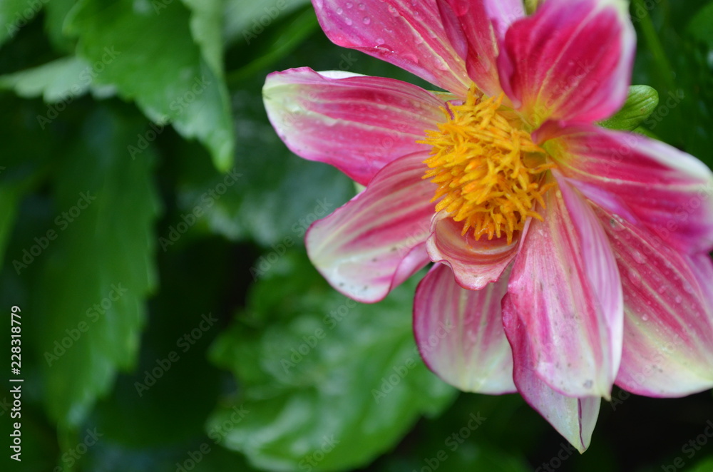 Flower in Garden