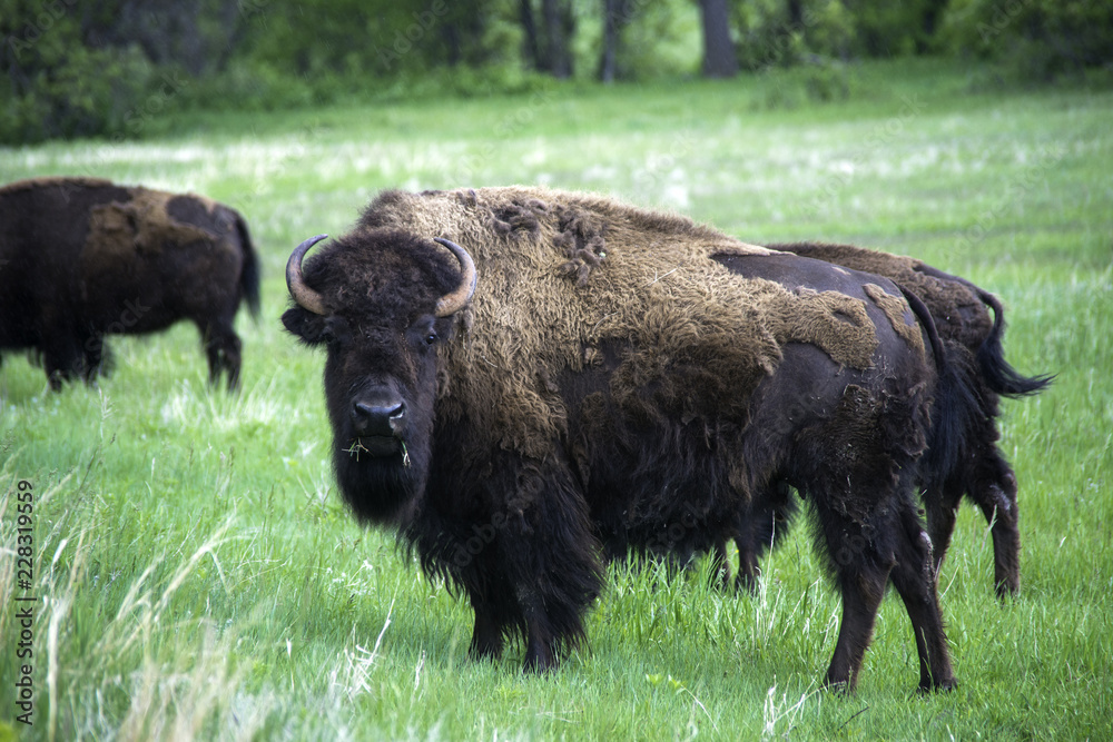 American Buffalo / Bison in Custer State Park in the Spring