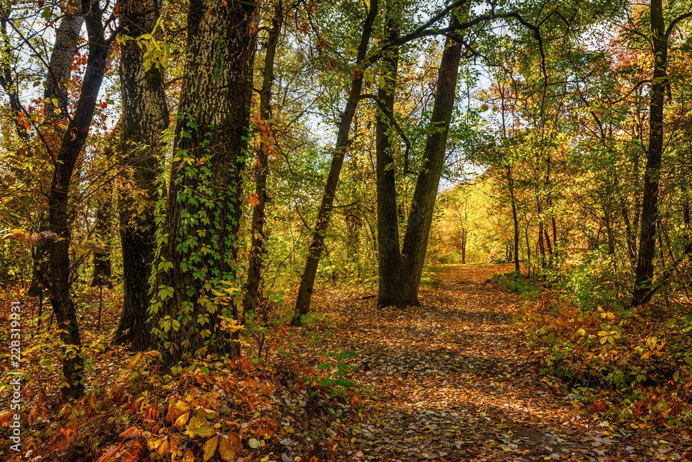 trip to autumn. walk in the autumn forest. autumn colors. trip to autumn. walk in the autumn forest. autumn colors.