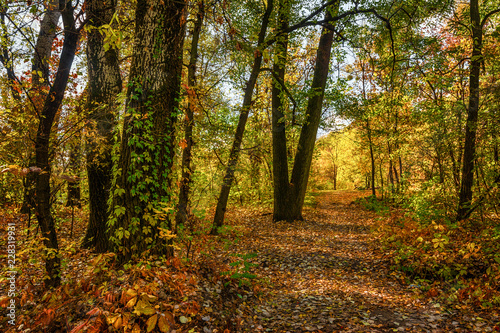 trip to autumn. walk in the autumn forest. autumn colors. © Mykhailo