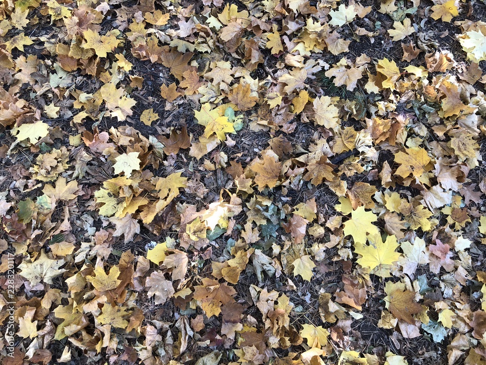 fall texture fall texture