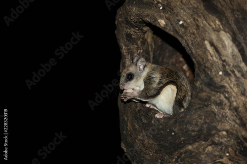 Southern Flying Squirrel taken southern MN in the wild photo