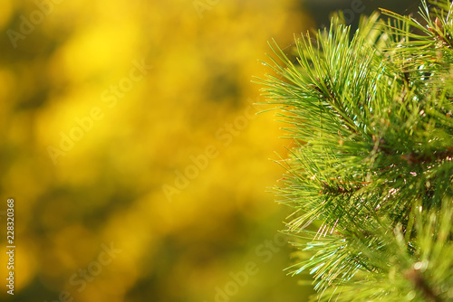 pine branches on blurred bokeh background