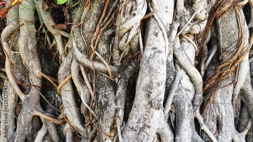    roots root tree nature background old wood giant brown garden    
