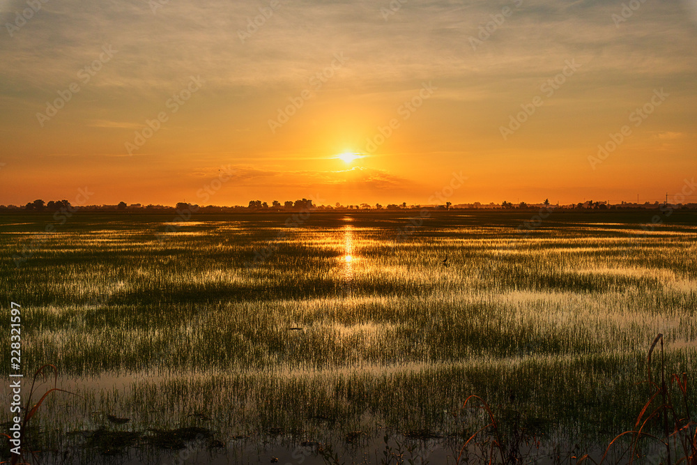 sunset over field