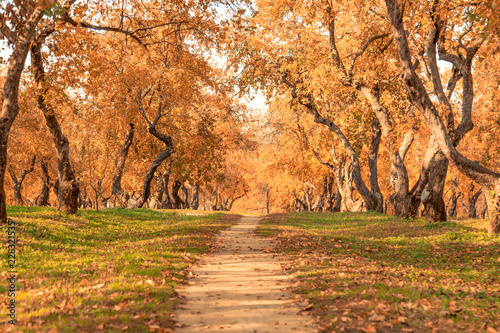 Pathway through the autumn forest