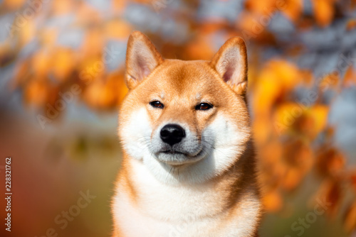 Tableau sur toile Portrait of a dog breed Shiba inu in autumn Park.