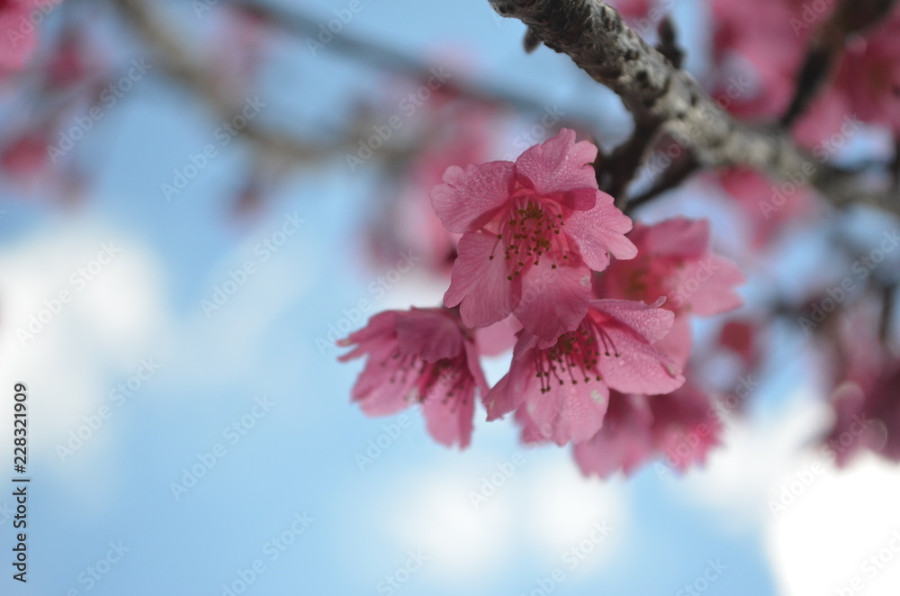 Flower in garden