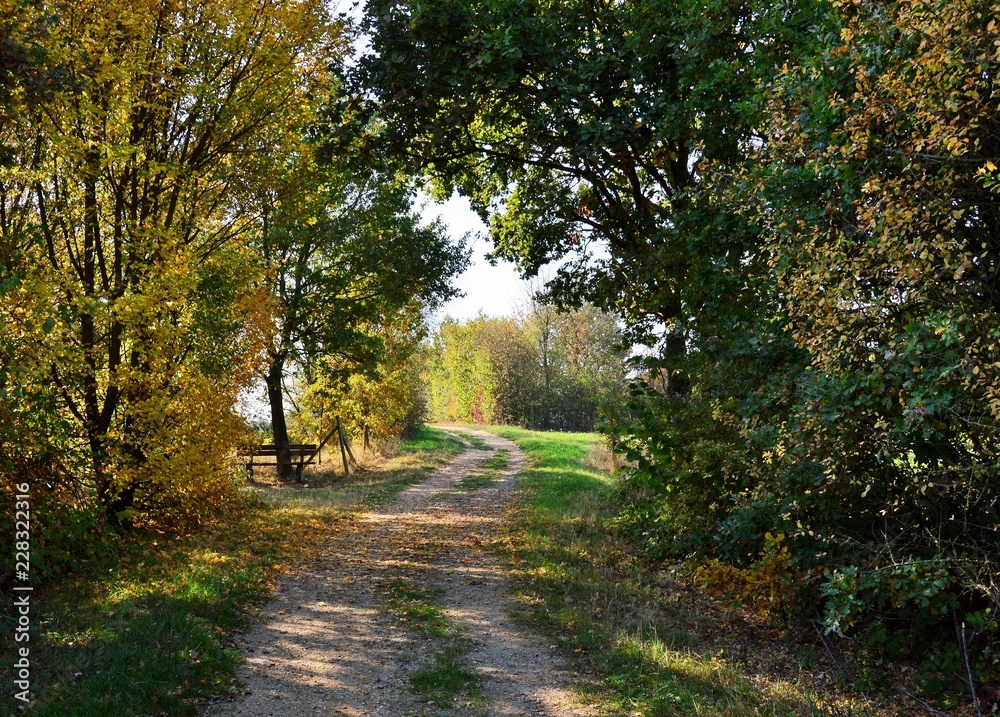 Obraz premium Herbstspaziergang