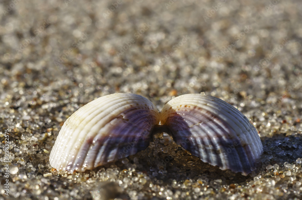 Two halves of a seashell hold together at the Baltic Sea beach