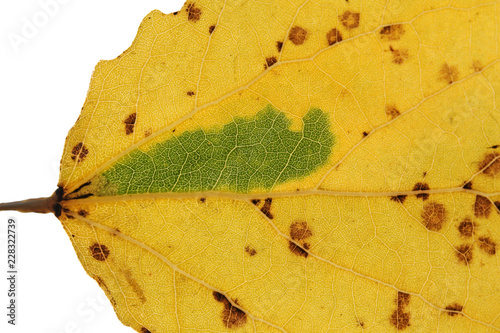 Leaf mine of Ectoedemia argyropeza on leaf of Populus tremula or Common aspen photo