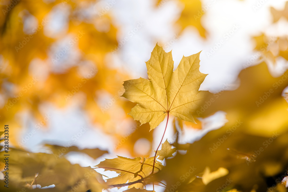 Autumn background - yellow maple leaves closeup 