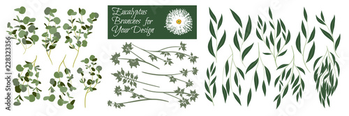 Big Selection of Green Eucalyptus Leaf. Vector Branches Set. Vintage Greenery...