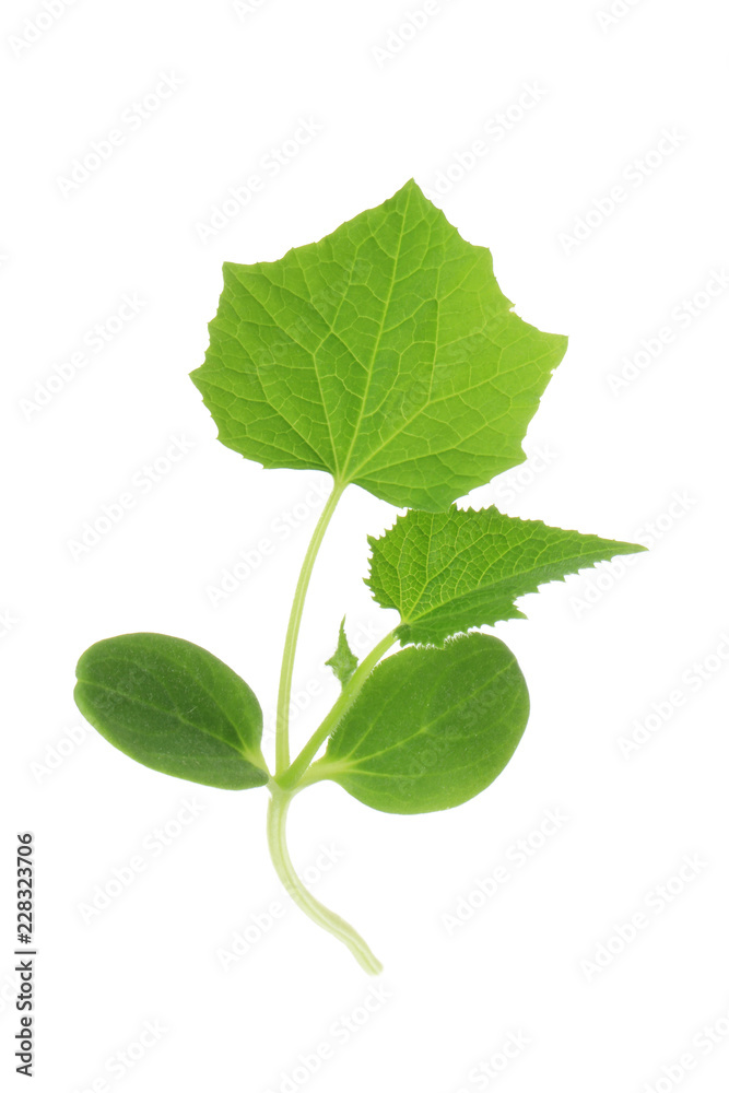 Obraz premium brunch of cucumber with leaves isolated on white