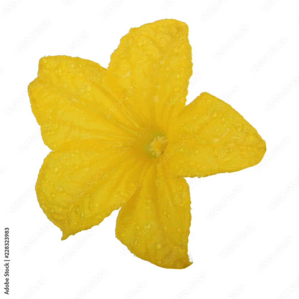 yellow flower of cucumber isolated on white background yellow flower of cucumber isolated on white background