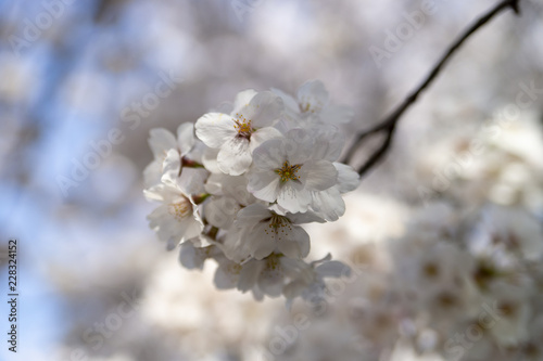 満開の桜イメージ