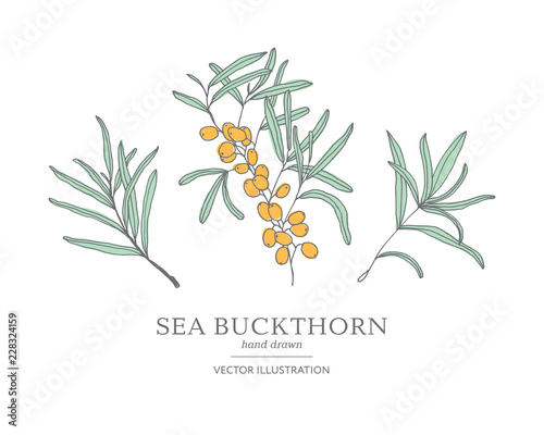 Hand drawn sea buckthorn branches