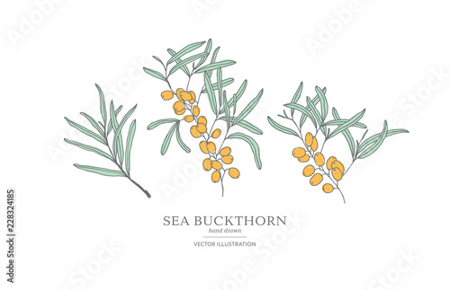 Hand drawn sea buckthorn branches