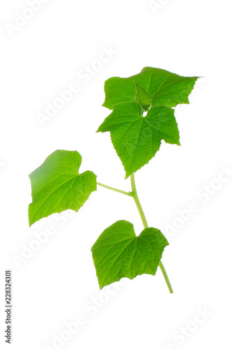 brunch of cucumber with leaves  isolated on white